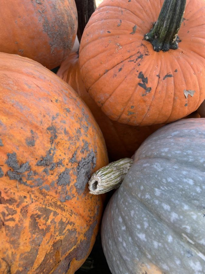 Like most small businesses, Tim’s has been impacted by the pandemic this season. Be sure to support local businesses and take some time to safely visit your local pumpkin or apple farm to get yourself some lovely autumnal decorations.
(Photo by Aiden Keenan).
