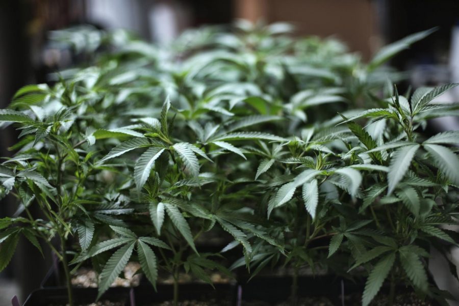 In this Aug. 15, 2019 file photo, marijuana grows at an indoor cannabis farm in Gardena, Calif. 