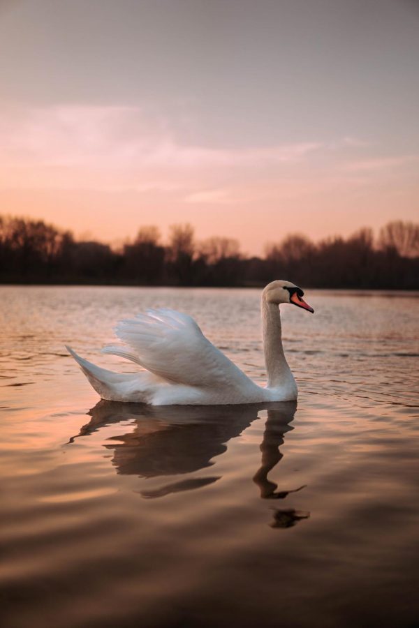 A+swan+swimming+at+sunset.