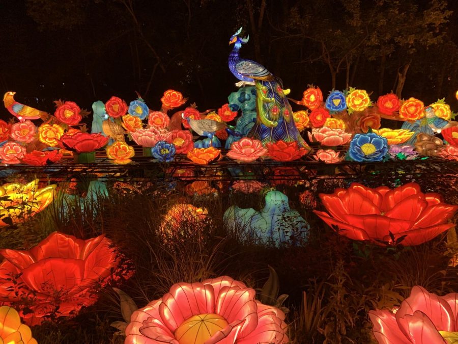 A+peacock+glows+among+dozens+of+lantern+flowers.%0A%28Photo+by+Aiden+Keenan+%E2%80%9822%29.