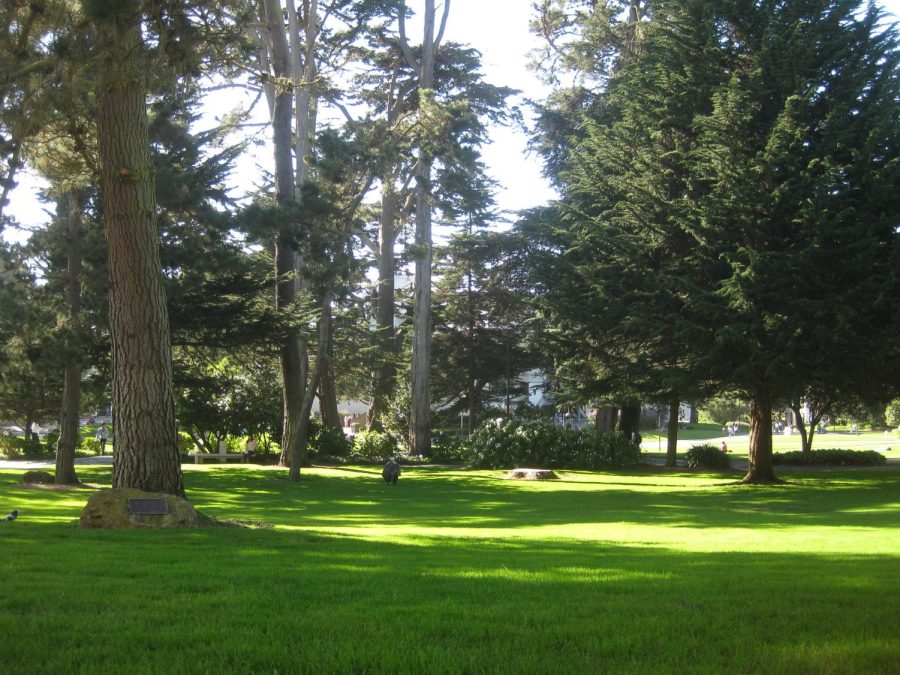 San Francisco State Universitys forest quad.
