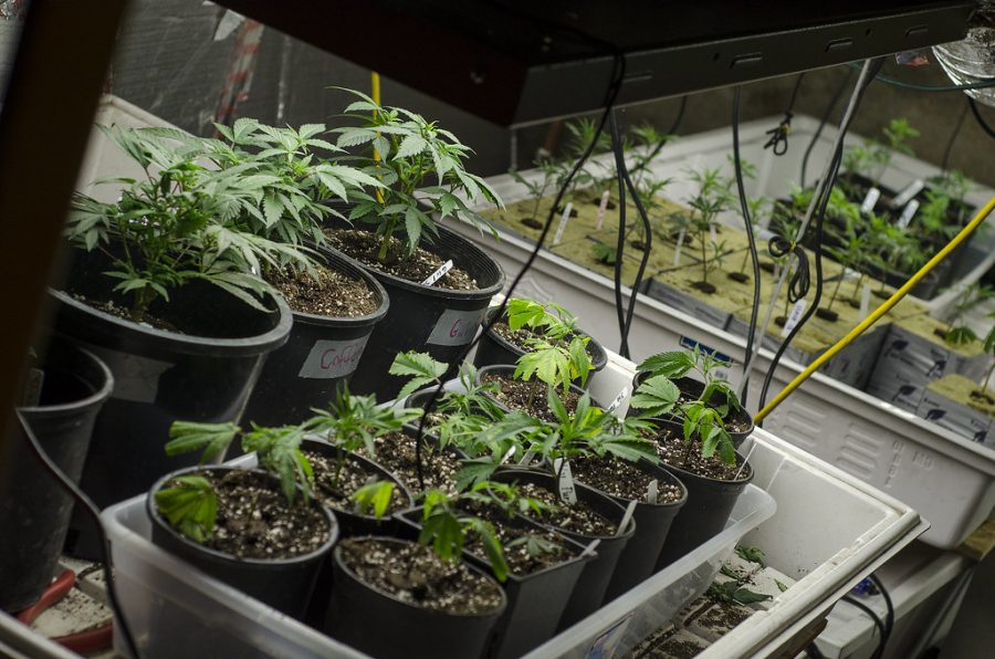 Legal marijuana being grown in Colorado.