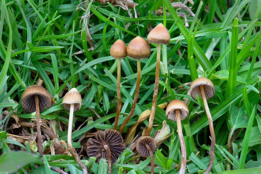 Editor-in-Chief, Nick Sack, delves into the history and health potential of psilocybin mushrooms.