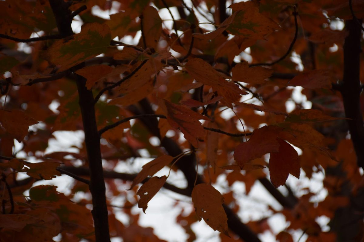 John Carroll trees turn vibrant colors to reveal the fall season.
