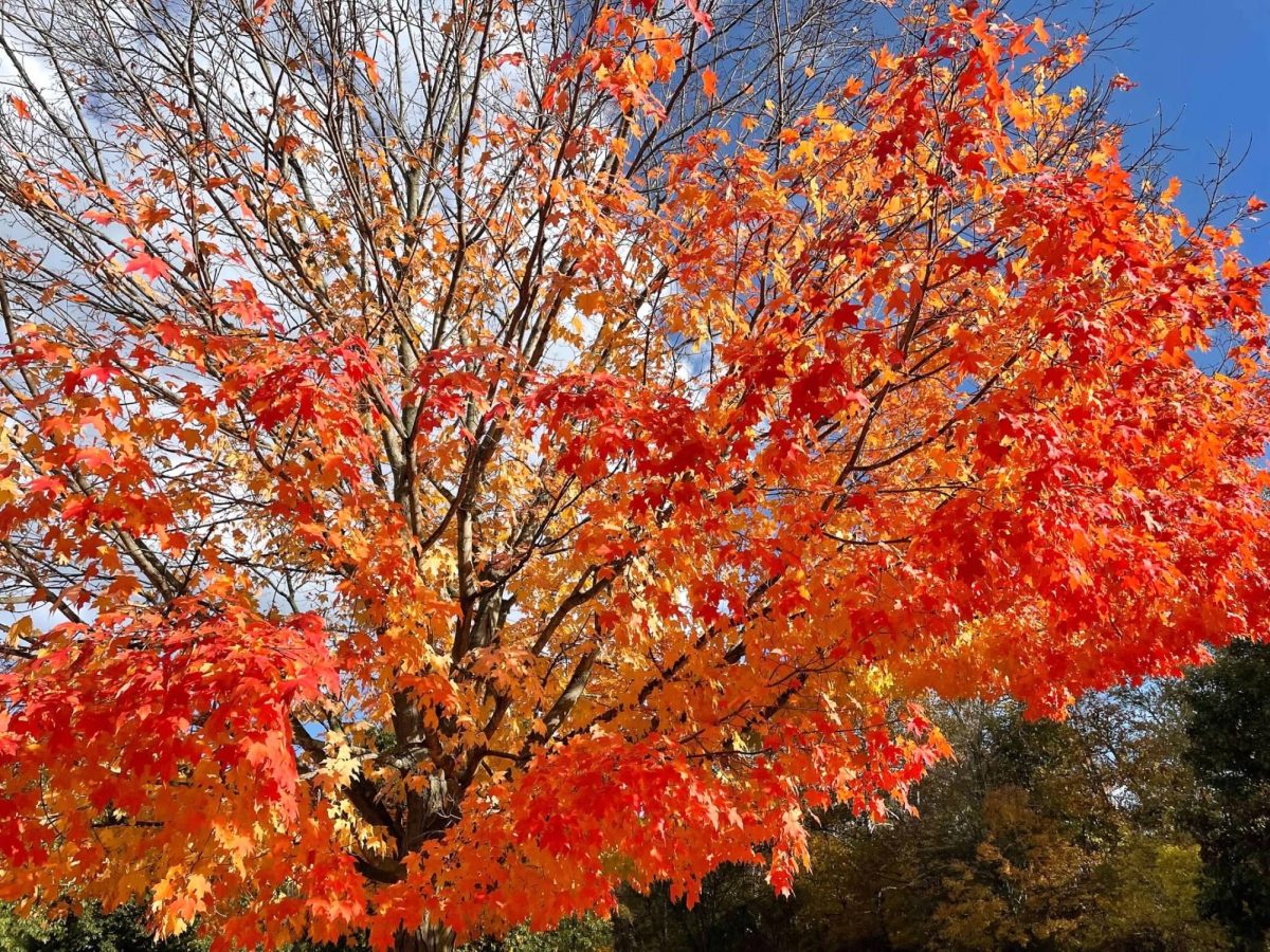 Opinion Editor Brian Keim 26 discusses beautiful orange leaves and other aspects of his favorite month.