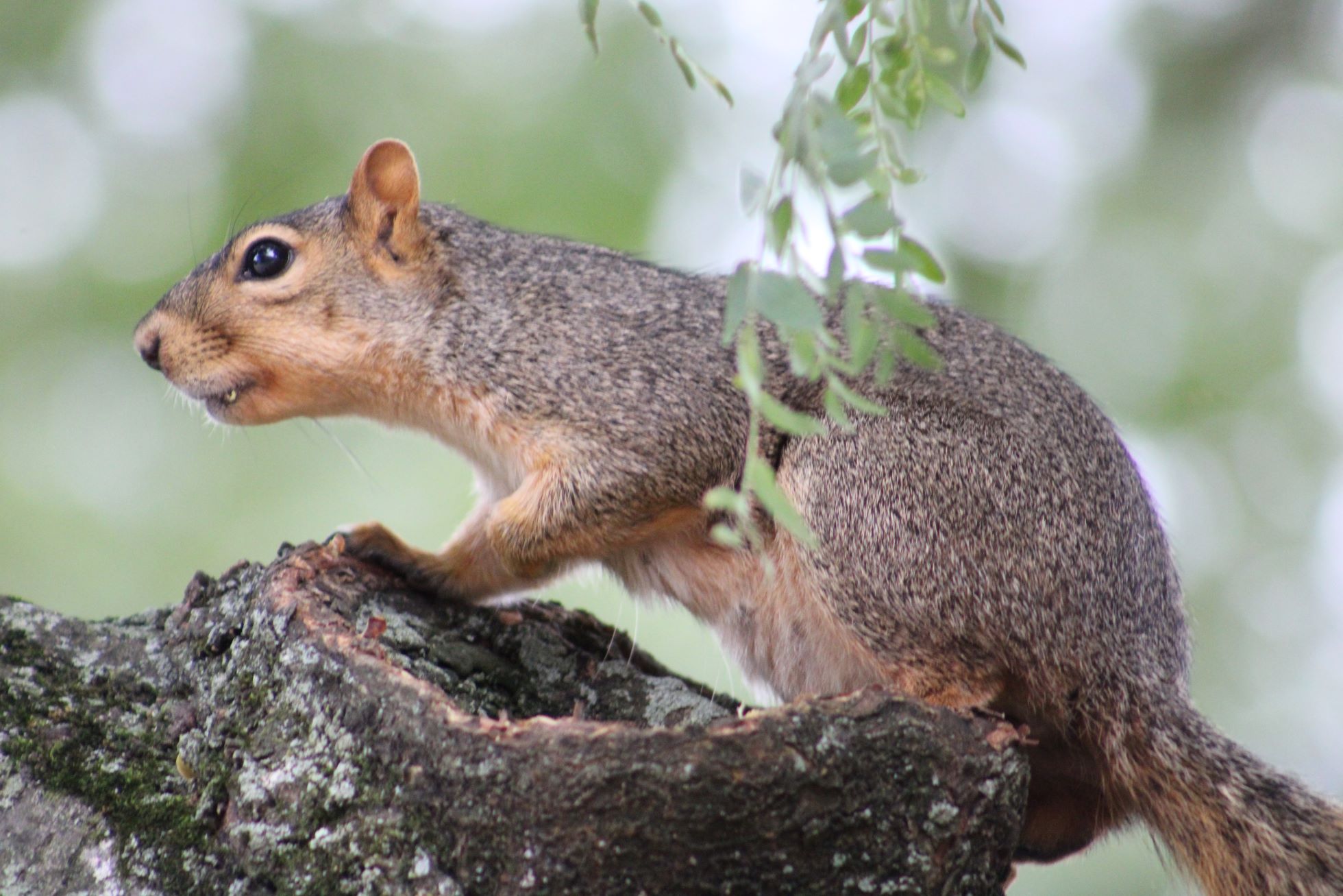 PHOTOS: JCU squirrels around campus – The Carroll News