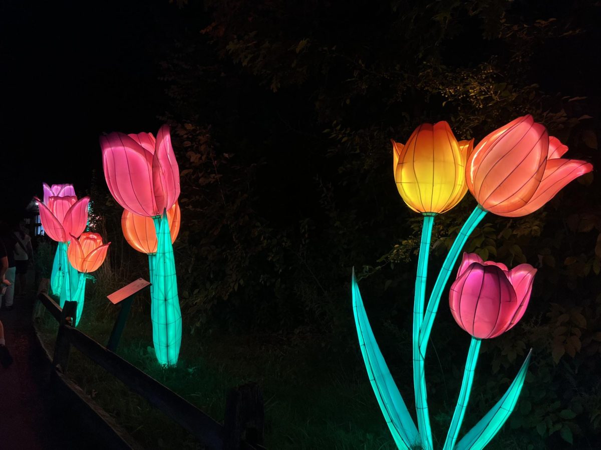 A photo of tulips taken by Campus Editor Alissa Van Dress on her iPhone 13 Pro at the Cleveland Metroparks Zoo.