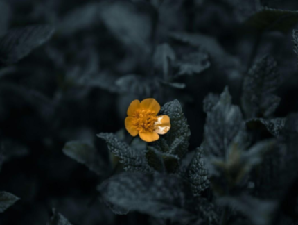  A lone yellow flower in a mint field exemplifies the power of contrast  (Jusdevoyage / Unsplash) https://unsplash.com/photos/yellow-flower-in-tilt-shift-lens-FCdi9-5EG_c 