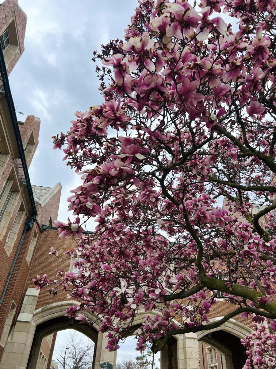 A magnolia tree reminds Alissa of Mother Teresas simple wisdom as it whisks in the wind on her path to class.