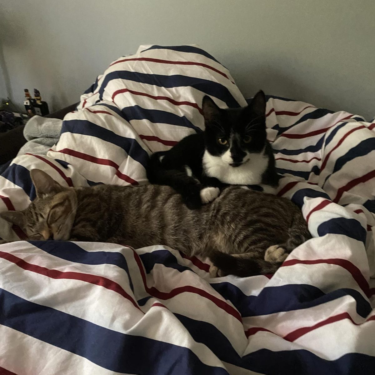 Oliver (top) and Rex (bottom) spend some quality time together resting in the bed of their somewhat distant pal Brian.