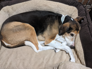 Meet Buddy, the howling hound of Dr. Brent Brossmann’s neighborhood.