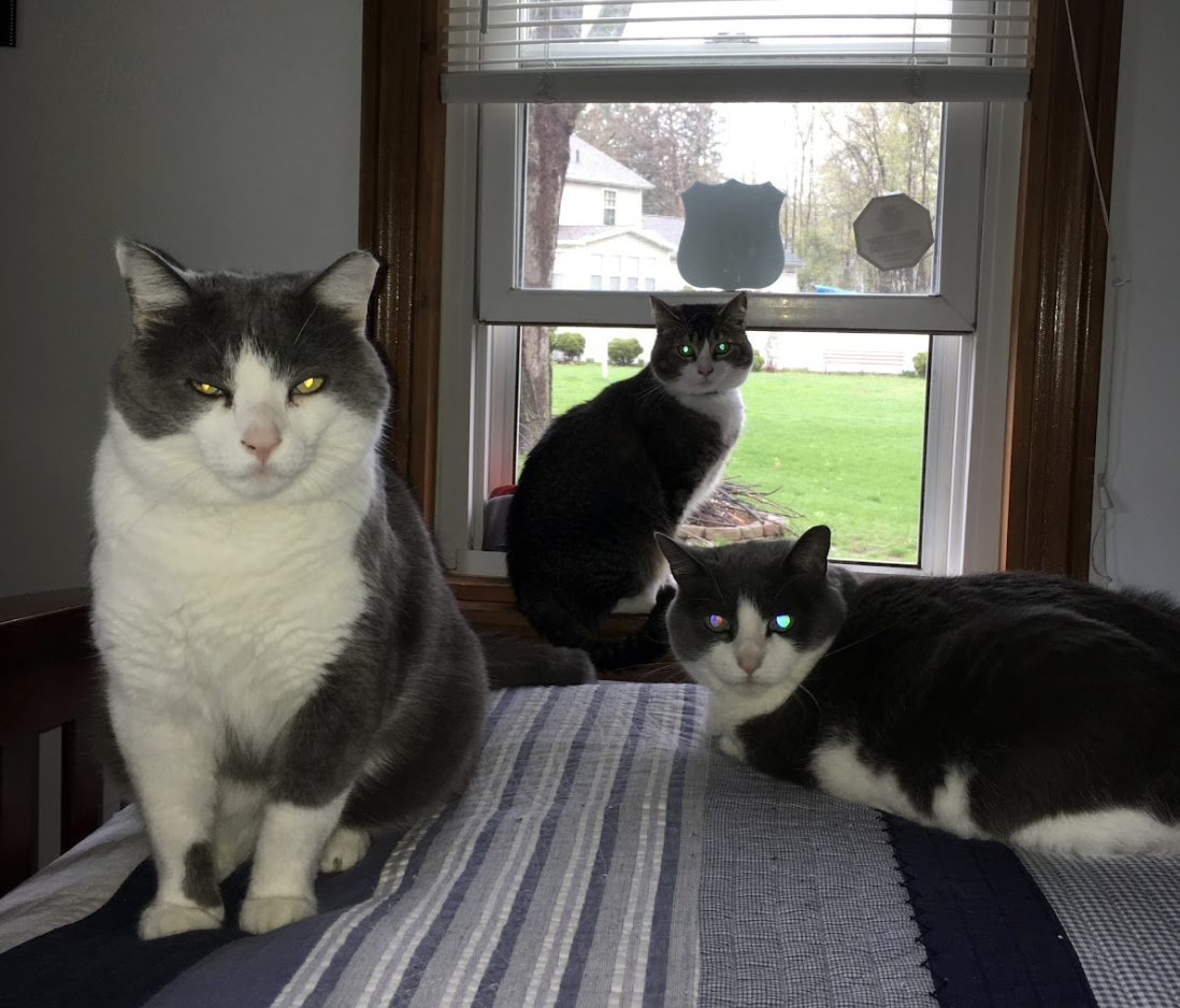 Snoopy, S'more and Kitty are three more essential additions to the Maxwell family.
