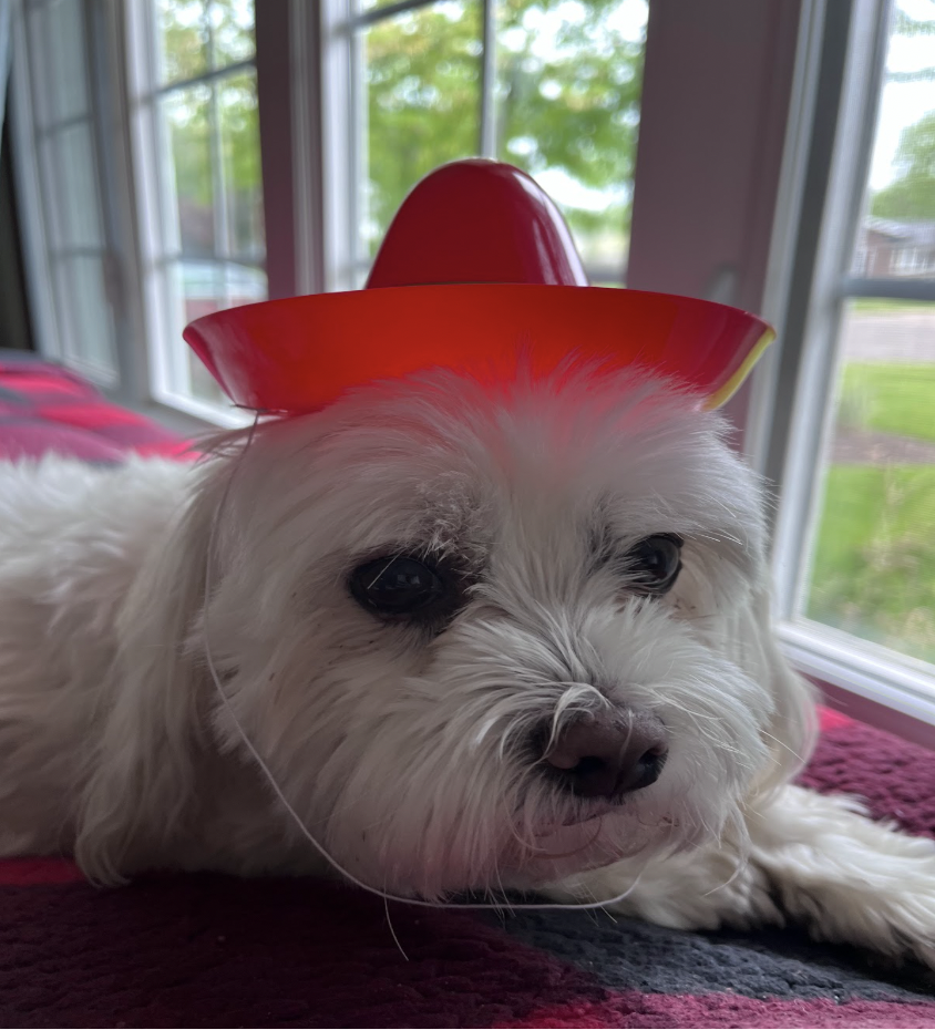 Leia shows her festivity with her unique choice of hat.